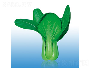 沃爾933-青梗菜種子-沃爾農業