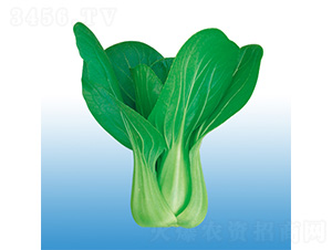 冬秀-青梗菜種子-沃爾農業(yè)