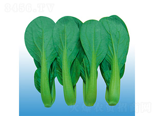 上海青菜仔-青梗菜種子-沃爾農業