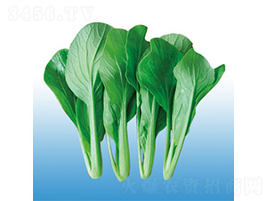 二合一耐熱雞毛菜-青梗菜種子-沃爾農業