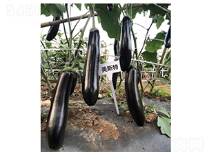美斯特黑長茄-茄子種子-盛琪種子
