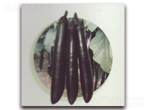 黑美人茄子-茄子種子-科翔種業