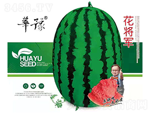 花將軍-西瓜種子-邢源農業