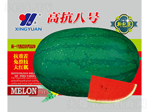 高抗8號-西瓜種子-邢源農業