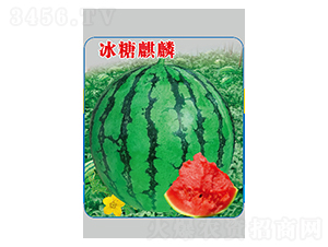 冰糖麒麟-西瓜種子-邢源農業