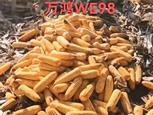 ׷NWE98-fNI