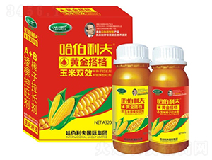 黃金搭檔-哈伯利夫