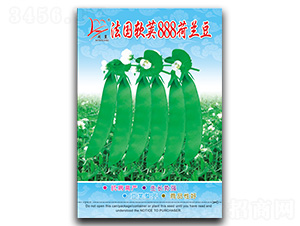 法國軟莢888-荷蘭豆種子-閩皇種業