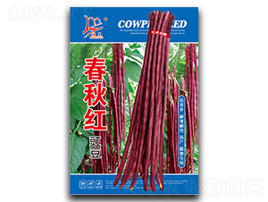 春秋紅豇豆-豇豆種子-閩皇種業