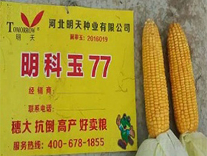 明科玉77-玉米種子-明天種業