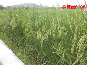 Ƀ6108-絾N-ķNI