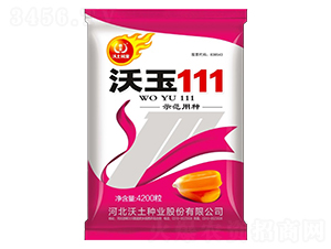 沃玉111-玉米種子-沃土種業