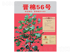 晉棉56號-棉花種子-三聯