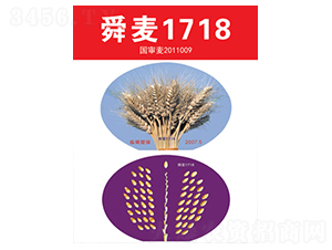 舜麥1718-小麥種子-三聯