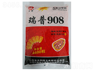 瑞普908-玉米種子-三聯