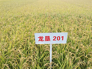 201-ˮN-SNI