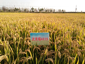 武育糯4819-水稻種子-皖墾種業
