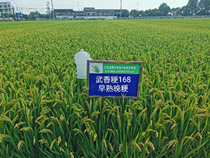 武香粳168-水稻種子-金土地