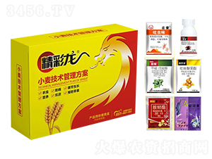 小麥技術管理方案-精彩龍-昊宇農業