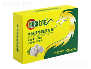 大蒜技術管理方案-精彩龍-昊宇農業(yè)