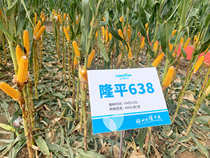 隆平638-玉米種子-三高種業