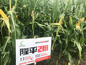 隆平218-玉米種子-三高種業