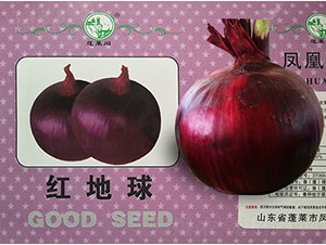 紅地球-洋蔥種子-鳳凰種業