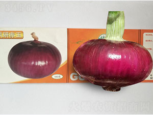 鳳研赤玉-洋蔥種子-鳳凰種業