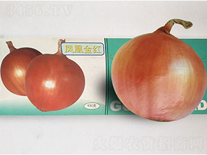 鳳凰金紅-洋蔥種子-鳳凰種業