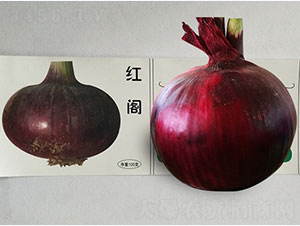 紅閣-洋蔥種子-鳳凰種業