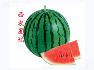 rǹ-ϷN-ؼtNI