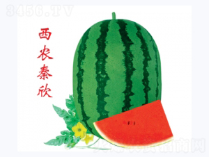 西農秦欣-西瓜種子-秦紅種業