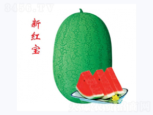 新紅寶-西瓜種子-秦紅種業(yè)