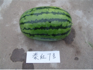 秦紅7號(hào)-西瓜種子-秦紅種業(yè)