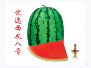 優選西農八號-西瓜種子-秦紅種業