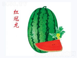 紅冠龍-西瓜種子-秦紅種業