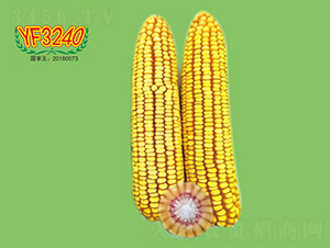 YF3240-玉米種子-大地種業