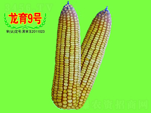 龍育9號(hào)-玉米種子-大地種業(yè)