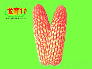 龍育11號-玉米種子-大地種業