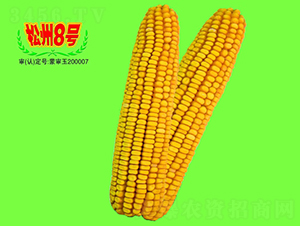 松州8號-玉米種子-大地種業