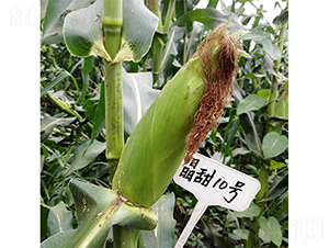 10̖-׷N-PNI