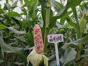 Ŵ-׷N-PNI
