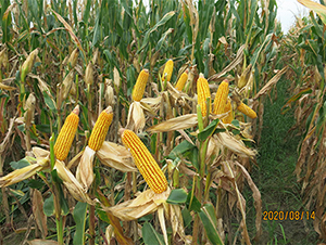 9485-׷N-PNI