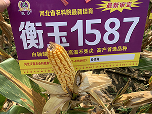 1587-׷N-PNI