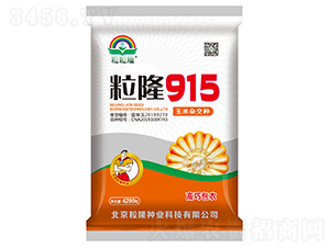 粒隆915-玉米種子-粒粒隆