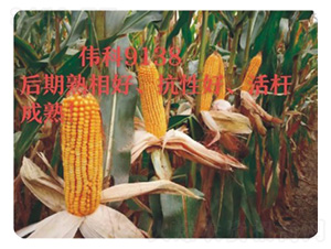 偉科9138-玉米種子-技豐種業