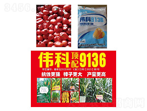 玉米種子--偉科9136-研創種業
