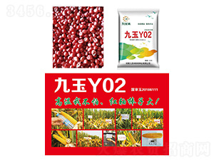 玉米種子-九玉Y02-研創種業
