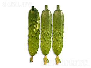 依農綠甜2號-黃瓜種子-依農農業