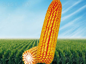 2̖-׷N-NI
